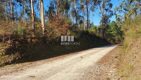 Land for sale with 1 000 m2 of area, 5 minutes from the Ovelha River, in a quiet place and with good access. Great sun exposure. Sheep's Floodplain and Relieved, Marco de Canaveses. Ref.: MC08867 FEATURES: Land Area: 1 000 m2 Area: 1 000 m2 Useful Ar...