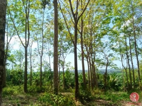 14 rai of prime hill land in Thai Mueang, Phang Nga, offering stunning mountain views, a thriving rubber plantation, and easy access via public roads. Utilities including electricity and water are available on-site, with a valid Chanote title deed en...