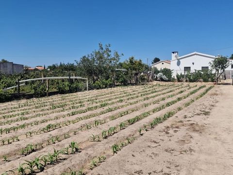 Exclusivo! Terreno rústico com 4.400 m2, com furo que permite usufruir de água, em Foros de Salvaterra. Estrategicamente situado numa elegante rua asfaltada com infraestruturas de saneamento. Esta propriedade única oferece a combinação perfeita de es...