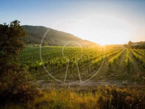 Quinta com 85 hectares a 5 minutos de Setúbal e de Azeitão, inserida na Serra da Arrábida. É essencialmente uma quinta de produção de vinho e cortiça: tem 14 hectares de vinha (com rega automática e charca) e cerca de 70 hectares de montado de sobro....