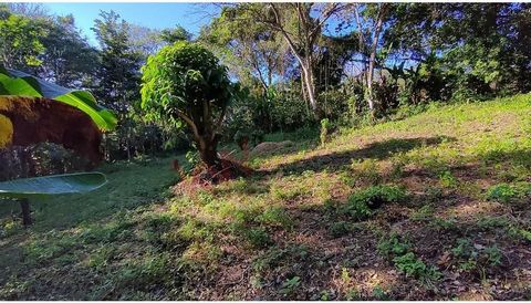 Twee percelen, in totaal 5,84 blokken of 10 hectare, zijn beschikbaar in het koele klimaat van Niquinohomo. Dit is een geweldige kans om uw droomhuis te bouwen, omringd door weelderig groen en fruitbomen, klaar om geplukt te worden. Het gebied is rus...