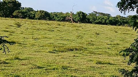 Discover the Investment Opportunity of a Lifetime in Bavaro! Imagine having your own piece of paradise in one of the most sought-after locations in the Caribbean. We present you a plot of land for sale that is not only an investment, but an open door...