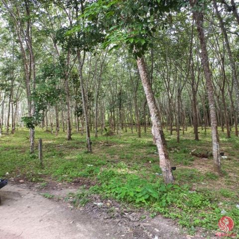 A peaceful 8 Rai of rubber plantation is for sale in Takua Thung, Phangnga. The plot is flat and long, with a width next to the public road of approximately 93 meters and a length of approximately 150 meters, 800 meters from the main road. Surrounded...