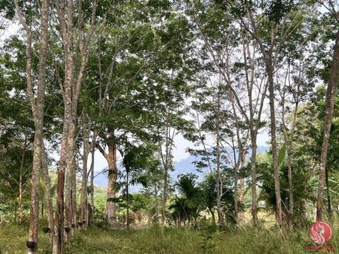 Rubber plantation for sale, almost 11 rai with a mountain view, Khok Kloi, Phangnga. The land is approximately 78 meters wide and 248 meters long and is located in a quiet community. Chanote title deed next to a public road Only 700 meters from the m...