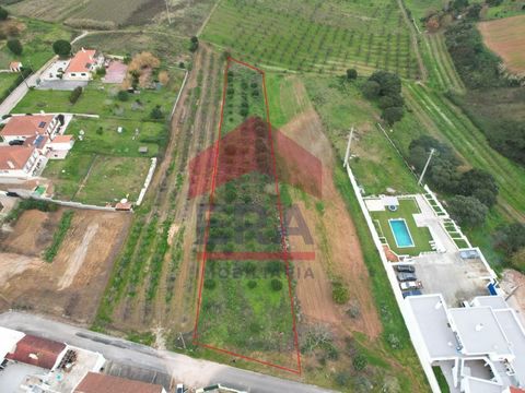 Building land located in Bombarral. With 12 meters in front and 2500sq.M in areas of expansion of urban agglomerations. 10 minutes from the town of Bombarral and access to the A8 and the town of Óbidos and about twenty-five minutes from the beaches o...