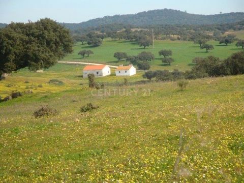 Herdade with an area of 145 hectares, is located in the region of Vila Viçosa (Alentejo) and has many potential for investment. For several years now it has been exploited as a cattle ranch where cattle breeding and fattening of the Limousine breeds ...