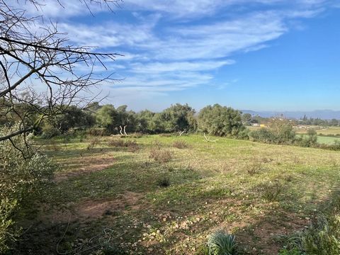 ¡Preciosa Parcela en Venta en Manacor! Situada a tan solo 1,5 km de Manacor, en el tranquilo Camí de Son Moix, esta parcela ofrece una excelente oportunidad para quienes buscan disfrutar de la naturaleza a un paso de la ciudad. Características del in...