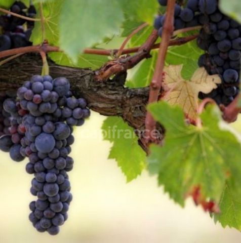 Dpt Gard (30), Domaine viticole de 16 hectares avec Chai et ancienne ferme indépendante