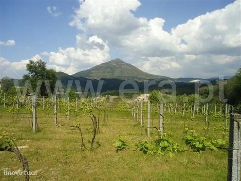 Flat Land with an area of 5,000m2. The land is occupied by a vineyard in production. It has plenty of water from its own spring. It is located next to the municipal road. And it has as charm the sun exposure and the views of the Alto da Sra da Graça.