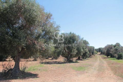 Coldwell Banker oferuje na sprzedaż wyłącznie grunt rolny w San Vito dei Normanni w c.da Gaeta z wielowiekowym gajem oliwnym. Gaj oliwny składa się z 23 stuletnich drzew, a sad z drzew figowych i migdałowych. Nieruchomość gruntu mierzy około 4 500 me...