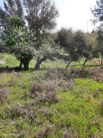 Rustic land with 2315 m2 for sale at 5 500 € with various flypers and fruit trees outars.