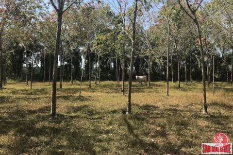 An excellent investment land plot is available for sale. It is flat land, easy to build on, and 15,920 sqm or 9-3-80 Rai. Tha Sai Beach, a white sandy beach, is only 10 minutes away which makes it an ideal location. Also there is a nearby lake. A con...