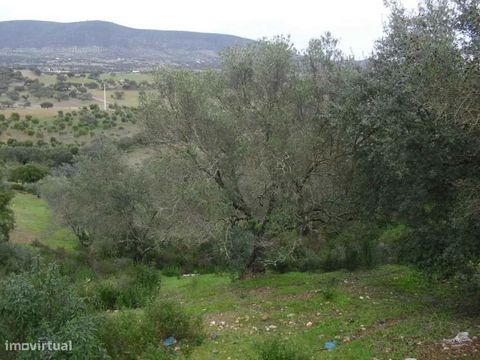 Rustic land with 4250 m2 located near Vila Verde de Ficalho. Composed of traditional olive groves with approximately 40 olive trees of productive age, also with some rose and holm oaks. We look forward to your visit.