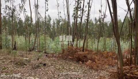 Land for Sale with approximately 3800 m2, inserted in forest area. This land is more or less flat and with its own water. It has good access and great sun exposure. Situated next to quarries in exploration. Great location, great investment, don't mis...