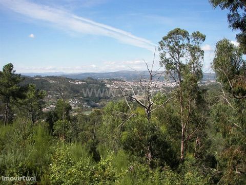 Land in Armil Land for plantations with 2,500 m2 in the parish of Armil, approximately 6km from the city of Fafe. The land is already wooded, near the top of San Salvador (place with great views). Good hits. Buy with ERA Fafe ERA Fafe opened its door...
