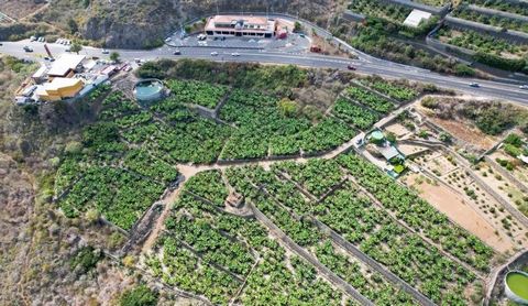 Rustykalne gospodarstwo na sprzedaż, uprawiane z drzewami bananowymi w rejonie Santa Catalina, La Guancha (na północ od Teneryfy). Gospodarstwo to jest uprawiane na świeżym powietrzu, w spektakularnym otoczeniu i w pobliżu usług, takich jak stacja be...
