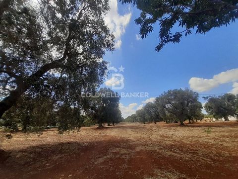 Puglia. SAN VITO DEI NORMANNI AGRICULTURAL LAND FOR SALE Coldwell Banker offers for sale, exclusively, an agricultural land with olive grove in San Vito dei Normanni in C.da Signoranna. The olive grove consists of 40 60-year-old trees in good conditi...