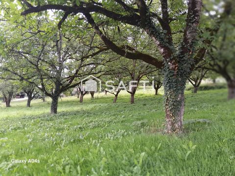 Magnifique terrain agricole arboré de noyers