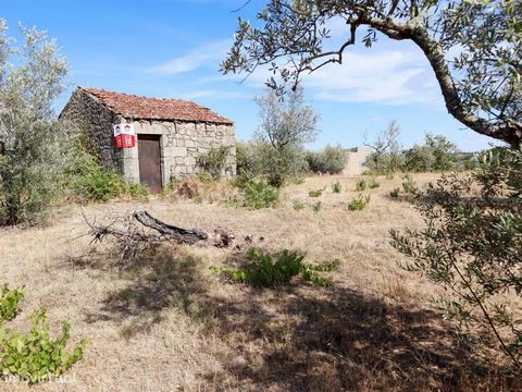 Rustic land with two water wells with noras and tanks, fertile land and a stone construction for agricultural support. Arvense culture, Citrinos vineyard Olive Trees, Vegetable Garden and agricultural storage house.