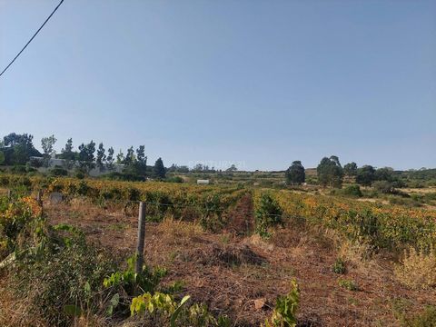 Unique Opportunity with the Possibility of Interesting Income!! It is a land with 6950 M2 in the Santo Antão do Tojal area, for wine production and with some other plantations It has reference grape varieties, such as Touriga Nacional, Tinta Roriz an...