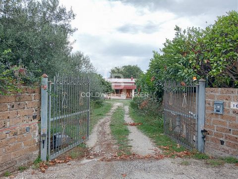 In the countryside of Gallese (VT) we offer for sale a farmhouse/house surrounded by greenery, surrounded by olive trees and ornamental plants. On one level ground floor. The property consists of a living room with fireplace and wood-burning stove, a...