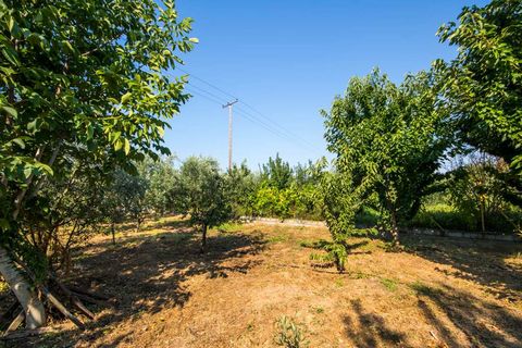 Magnisia - Pilio-Milies - Malaki : For Sale 8200 square meter plot. Plot features: For development, Fenced, Bore for water, On Corner, 3sides, For home development.