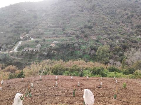 Rustic plot located about 15 minutes drive from the village of Torrox. East facing, it has wonderful views towards the countryside and the mountains. There are 3 plots comprising a total of approximately 15.000 m2, with water from the irrigation comm...