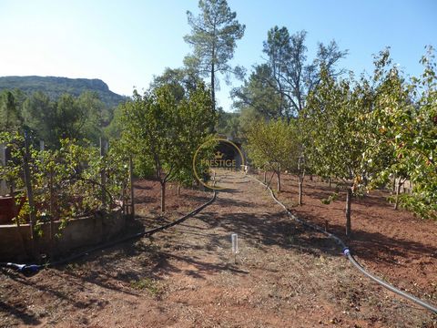 Located in Loulé. rustic land, near Alte, all fenced, with many fruit trees, own borehole, electricity a few meters away. Very fertile land, ideal for growing all kinds of fruits, vegetables. It has restaurants and primary school a 2-minute drive awa...