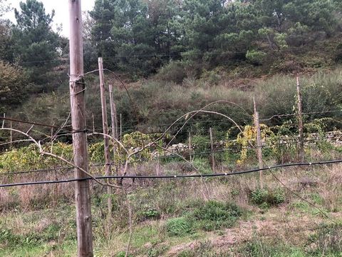 Quinta da Ribeira- Land with almost 3 hectares in Baião, right in the area of Grilo, 1 hour from the center of Porto. Land for agricultural and construction purposes with two houses to recover. with unfocused visits and without any cost of water beca...