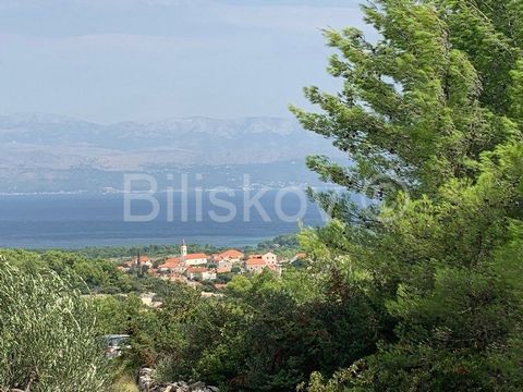 Island of Brač, Mirca, agricultural land (olive grove of 50-60 uncultivated olive trees) area 13.818 m2 There is an old 
