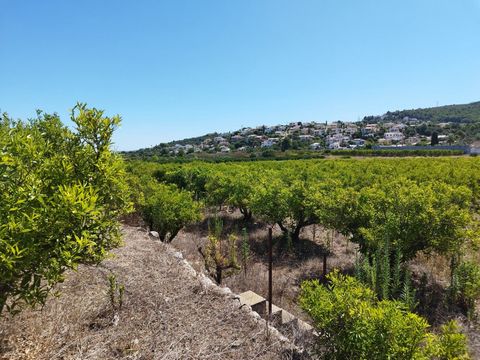 Grundstück von zirca 12000 m² Orangenbäumen in der Nähe von Orba Dieses Grundstück ist als geschütztes landwirtschaftliches Land klassifiziert weshalb 001 m2 darauf gebaut werden können Es ist ein sehr flaches Grundstück so dass es sehr einfach wäre ...