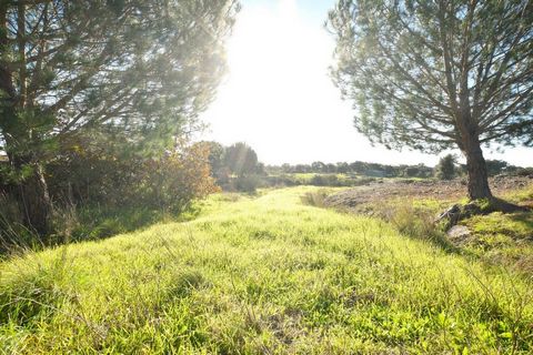 Alpalhão Lapa do Cordeiro Rustikales Grundstück mit 13000m², bestehend aus Ackerbau (Kiefern, Olivenbäume) und granitischen Felsvorsprüngen. Es besteht aus 2 Grundstücken (in einem einzigen Sparbuch), die von der IP2 in der Nähe des Zugangs zu Alpalh...