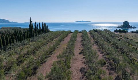 Gadait International presents a rare opportunity in the magnificent Greek Riviera region. This 6,000 m² plot, perfectly south-facing, offers breathtaking sunsets and panoramic views of the sparkling sea. It's the ideal location for your real estate p...