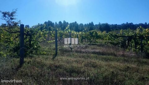 Land for Sale with about 3 hectares, being 8000 m2 with vineyard to produce. It has its own water, good access and pleasant views. Possibility of housing construction. Schedule your visit! Saint Simon, Amarante. Ref.: MC09020 FEATURES: Land Area: 29 ...