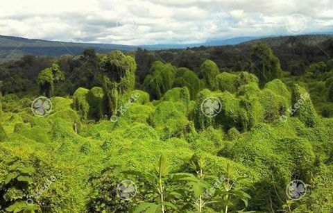 It is a farm of 7300 hectares that is on the entrance of the city of Oran, suitable for forestry investments mainly due to the conditions of the microclimate and species difficult to find in Argentina that abound in the field such as cedar, walnut, c...