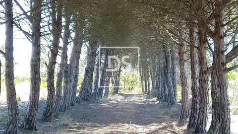 Property inserted in the municipalities of Aljezur and Lagos, located 3km from Praia da Carrapateira and with potential for a hotel development. Area of 276 hectares. Composed by: - Three urban buildings that allow for a construction potential of 6,0...