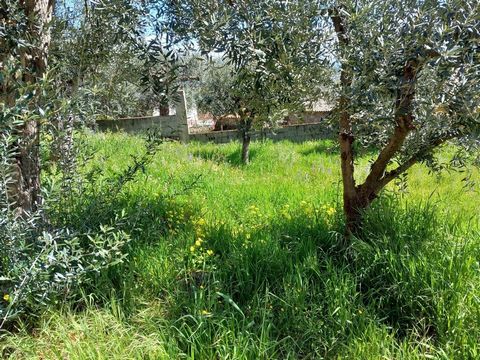 Excellent plot of land with 200m2, located in the fabulous village of Alpedrinha With stunning views over the mountains and countryside, it is located at the top of the village. Land with 9 olive trees Great opportunity to enjoy nature in the heart o...