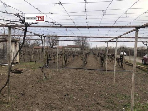 TM Imoti verkoopt een oud huis met een tuin met duurzame wijnstokken met een certificaat, Merlot en Traminer variëteit. Ongeveer 800 wijnstokken in totaal (400 merlot en 400 traminer). Elk jaar is de opbrengst van druiven van de wijnstokken ongeveer ...