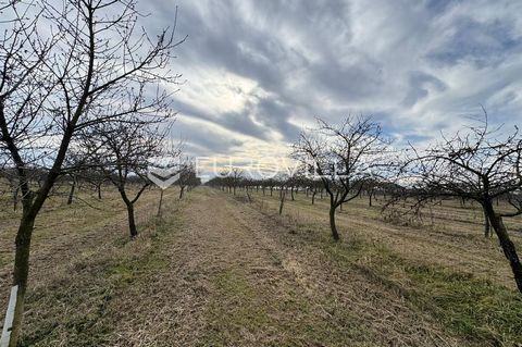 Budrovci, agricultural land between Budrovci and Đakovo, 20,811 m². This property features a cherry orchard with approximately 1,300 trees planted in 18 rows, making it an excellent opportunity for fruit production. The land is fenced on three sides ...