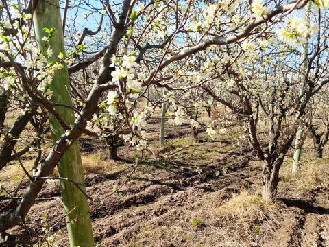 2 hectares, fully planted with plum d' agen and quinces. It is completely covered with anti-hail netting with a structure in perfect condition, has very good access and is in full production. This property is in General Alvear. General Alvear, a mode...