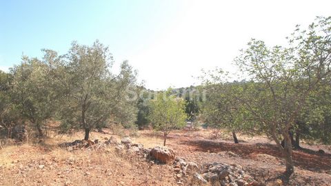 Plot of land for agricultural with great potential! This rustic land with 1300 m2 has a slight slope and has already got some fruit trees planted, such as fig-, olive- and orange trees. Access to the plot via a tarmac road, around 15 km from Faro int...