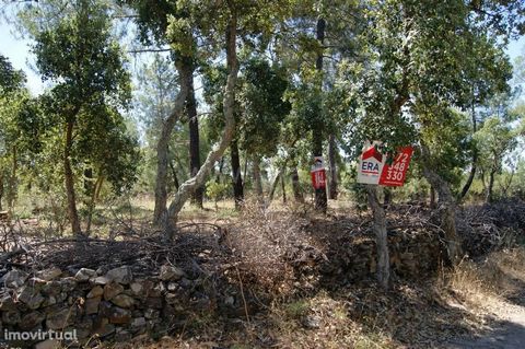 Rustic land with good access, close to the village. Composed of olive trees, weeds and some pine trees.