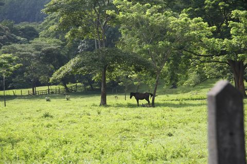 ID# 117026. Extensive land for development and investment for sale in Lepanto, Puntarenas. 2.233.000 sqm land, US$ 1.350.000. Discover this spectacular agricultural property for sale, a gem of 2233000m² of extensive land. Located in a privileged envi...