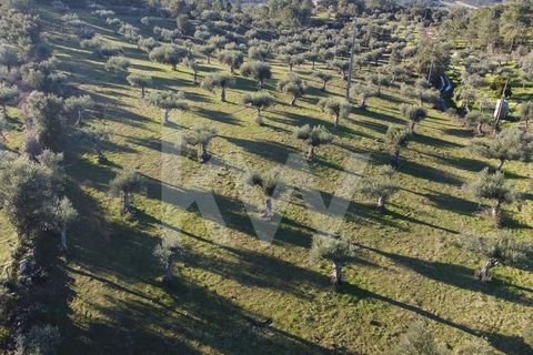 Agricultural land with olive trees, fertile soil for cultivation, clean with connection to the stream and dirt path to go around, fenced land with entrance next to the path. The friendly village of Freixial is 17.8 km from the city of Castelo Branco ...