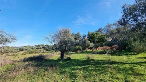 Property with 60,000m2 (6 hectares) and great potential. Made up of a variety of trees, the imposing eucalyptus, holm oaks and cork oaks frame the landscape, providing soft shade and a peaceful environment. It also has two wells in the irrigation are...