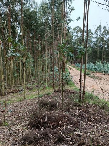 Land with 2110 m2 with eucalyptus trees to be cut. Located in the village of Vale do Homem, parish of Santa Catarina, Caldas da Rainha. Easy access by dirt road. Surrounding agricultural area mainly exploited with eucalyptus and orchards.