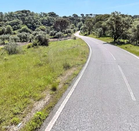 Land with 3247m2. Located next to the village of Carvalhal da Azóia, this land is currently composed of bush and pine forest. Inserted in a quiet place, with excellent sun exposure. Book your visit now!!    