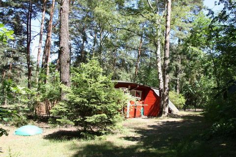 Esta acogedora casa de vacaciones estilo cabaña de madera se encuentra en el borde de un bosque mixto, alto y luminoso, sobre Wolzigersee Ldkrs Dahme Spreewald.