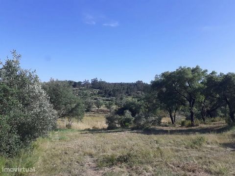 Los von vier Terenos: 1- 1560m2 grenzt an die Straße und kann gebaut werden. 2 - 10240m2 Dieses Grundstück enthält eine Mischung aus Korkeichen und einigen Eukalyptus- und Olivenbäumen, gepflegtes Land mit sehr schöner Aussicht. 3- 1320m2 Dies befind...