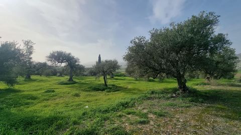 Dit uitstekende rustieke perceel van 11.530 m² bevindt zich in een bevoorrechte omgeving met verharde toegang en is gelegen in een rustige en natuurlijke omgeving. Het land is aangesloten op de gemeentelijke watervoorziening en heeft elektriciteitsaa...